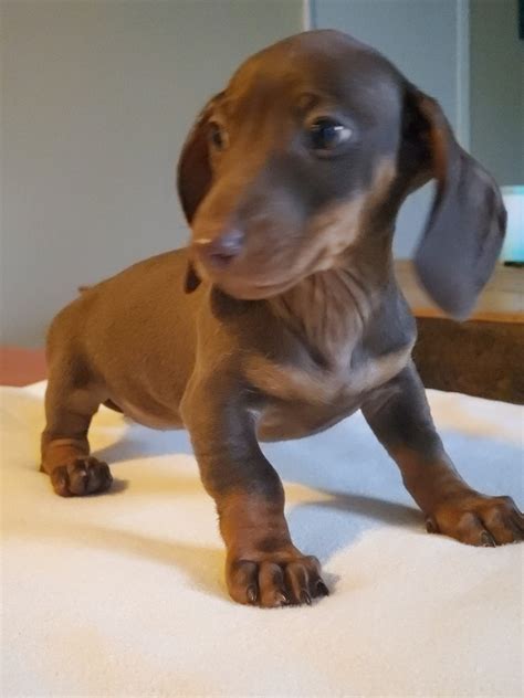 dachshund puppies for sale in colorado springs